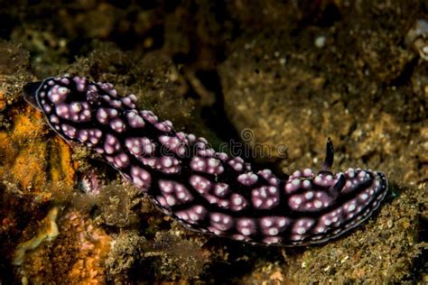  Doris: This Curious Sea Slug Is Known for Its Remarkable Camouflage and Delicious Diet of Sponges!