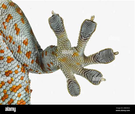  Geckos! Lizards With Super Sticky Feet That Can Even Climb Glass!