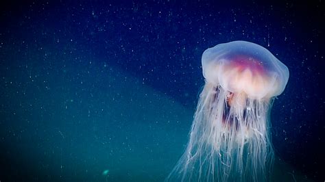  Jade Green Jewel Jellyfish: Can This Bioluminescent Wonder Survive Outside Its Deep-Sea Lair?