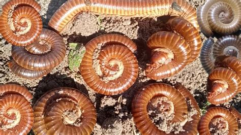  Tömmerns Millipede: Discover This Amazing Arthropod That Crawls with Exquisite Elegance!