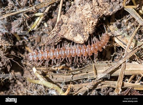  Uncouth Underminer:  A Millipede that Thrives in Decaying Matter!