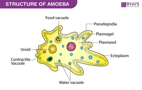  Amoeba Proteus! This Single-Celled Wonder Can Move Without Feet and Eat Using Pseudopods