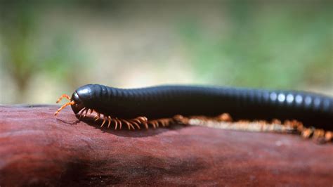 Archispirostreptus gigas - Niezwykły owad o tysiącu nóg, który w rzeczywistości ich nie ma tysiąc!