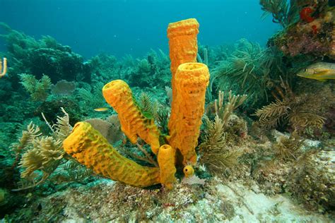  Bartonia!  A Colorful Sponge With An Unusual Way of Feeding!