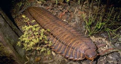  Bryophilus! To Small Millipede Packed With Prehistoric Power