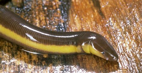  Caecilian - Can These Legless Amphibians Really Breathe Through Their Skin?