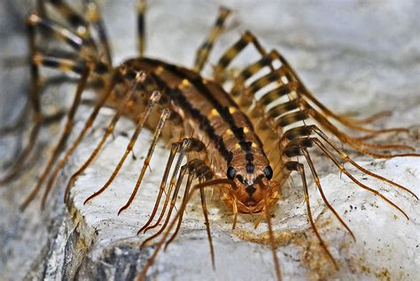  Centipede: A Tiny Beast with an Appetite for Anything that Crawls!