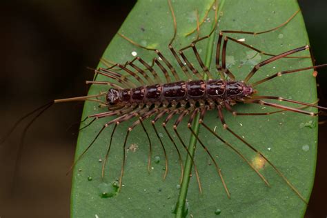  Centipede:  A Tiny Termite Titan with a Thousand Legs and an Unquenchable Thirst for Decay!