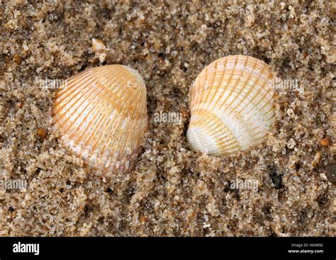 Cockle! Two Shells Meet an Enchanting Tide Pool Paradise Where Gentle Waves Whisper Tales of Ancient Marine Life!