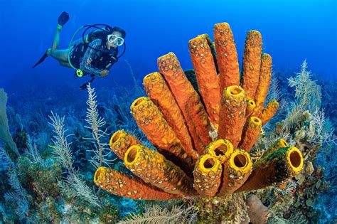  Didelphis Perplexing: A Dive into the Vibrant World of Sponge-Living Diversity!