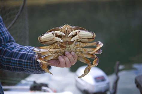  Dungeness Crab: Zwinny mistrz kamuflażu o ostrym charakterze!