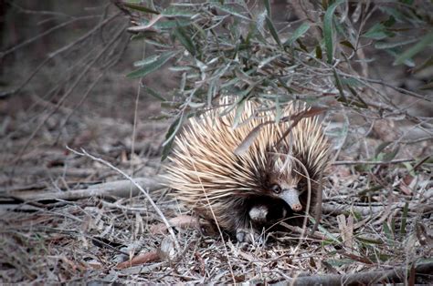  Echidna! The Curious Case of Spines, Snouts, and Sensational Egg-Laying