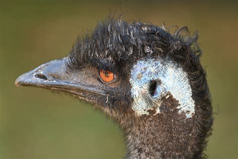  Emu! Ten niezwykły ptak o długich nogach, który nie potrafi latać