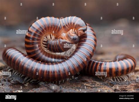  Eurasian Millipede -  A Slow-Moving Wonder That Embraces the Delicate Dance of Decomposition!