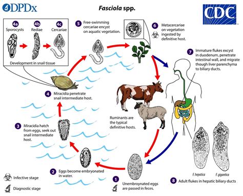  Fasciola Hepatica - Niewiele Jest Zwierząt Tak Zdolnych Do Migracji Jak Ta Czopowa Przygoda!