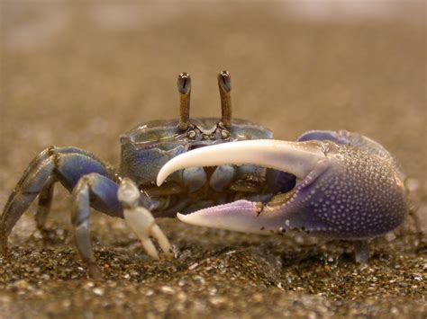  Fiddler Crab! A Tiny Musician With Claws Bigger Than Its Body