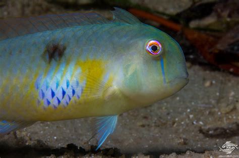  Filefish! A Colorful Shell Dweller With Razor-Sharp Edges