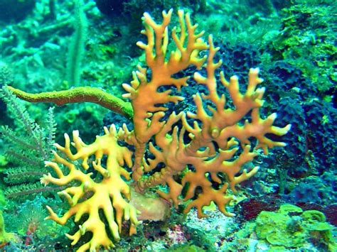  Fire Coral: A Colony of Stinging Tentacles Ready for Action!