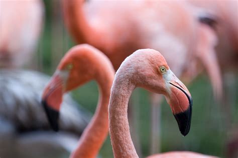 Flamingo: Żyjący na świecie symbol elegancji z długimi nogami i niezwykłym ubarwieniem!