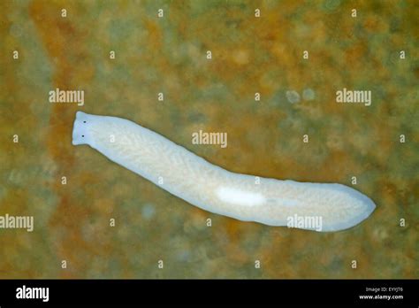  Flatworm? Freshwater Free-Swimmer: Exploring the Fascinating World of Freshwater Planaria!