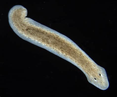  Flatworms!  These fascinating invertebrates possess an incredible ability to regenerate lost body parts, making them truly remarkable creatures.