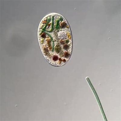  Frontonia: Ten Amazing Ciliate With an Appetite for Bacteria Will Leave You Astonished!