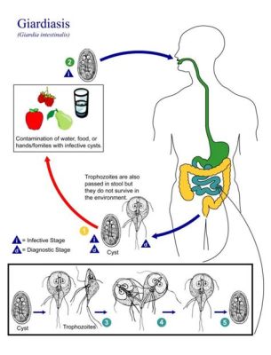  Giardia: Życie mikroskopijnego pasożyta - czy wiesz, jak ten jedn komórkowy organizm wpływa na ludzkie jelita?