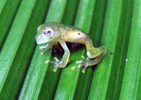  Glass Frog - The Amphibious Master of Camouflage That Thrives in Tropical Rainforests!