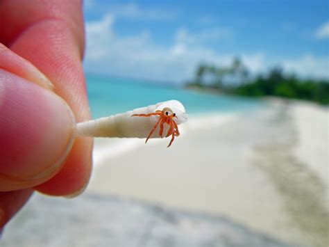  Hermit Crab - A Tiny Homeowner With An Ever-Changing Address!