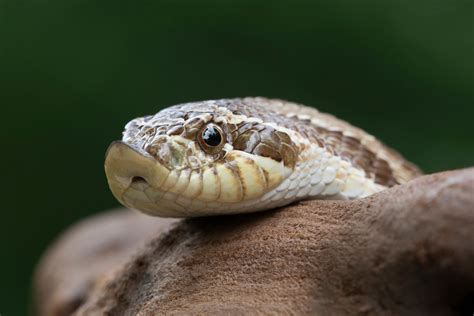  Hognose Wąż! Zwierzę o Podwójnym Życiu - Cichy Myśliwy i Mistrz Teatralnych Występów