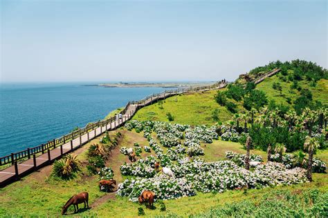 제주도여행코스: 바다와 산, 그리고 시간을 잊게 만드는 여정