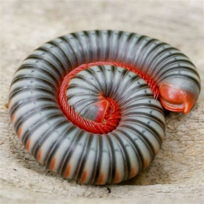 Julienne Millipede: An Undulating Feast for the Eyes - Discover This Curious Creature with an Unconventional Gait and Exquisite Segmented Armor!