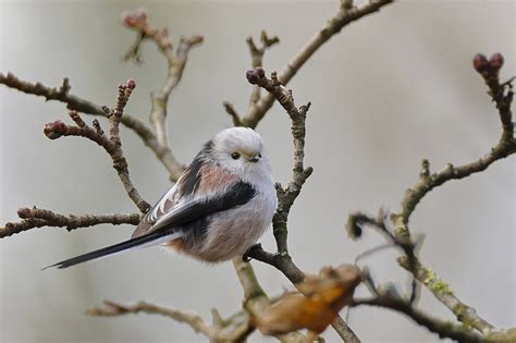  Kagu - Ptak z Pierzastymi Piórami I Długim Ogonem!