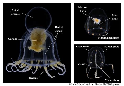  Nellia!  A Colonial Hydrozoan Exhibiting Both Tentacular Predation and Striking Bioluminescent Displays