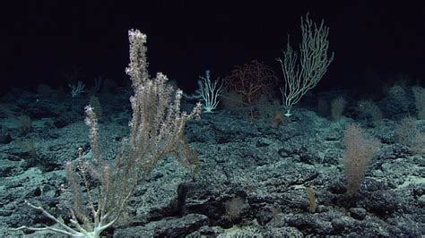  Neresis! Mieszkają na dnie oceanu i potrafią się regenerować