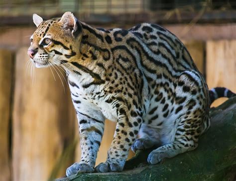  Ocelot! Zwierzę o nocnym trybie życia z niezwykłą umiejętnością wspinania się po drzewach