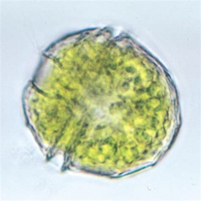  Peridinium - Żywa Perła Oceanologicznych Sekwetów!