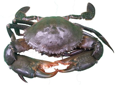  Queensland Mud Crab:  A Crustacean Marvel With Claws That Could Rival King Kong’s!