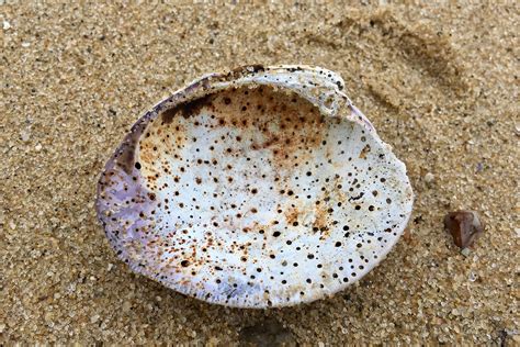  Querying the Quirky Queens: Unveiling the Secrets of the Quahog Sponge!