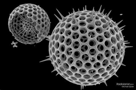  Radiolaria! Okresowe glonem zbudowane, tworzące w wodzie skomplikowane struktury