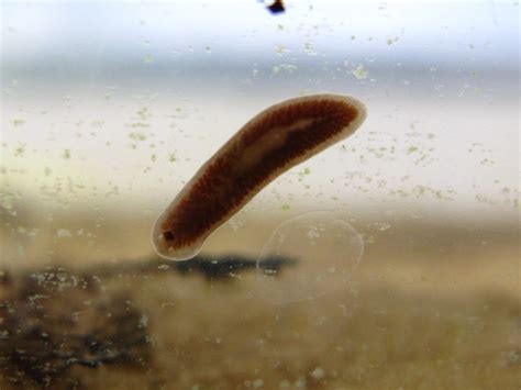 Rhabdocoela! The Freshwater Flatworm Living Its Best Microbial Life