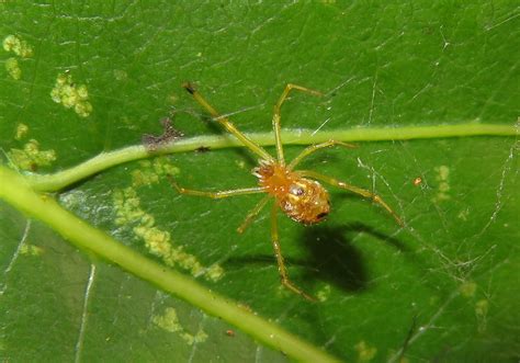  Tangleweb Spider: A Masterful Architect with an Appetite for Insects!