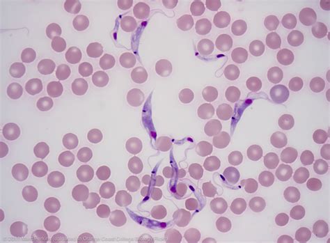  Trypanosoma - Żywe Węże Krwionośne i Mistrzowie Ukrycia!