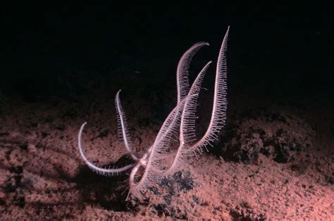  Ulcerated Scale Worm: This Deep-Sea Creature With an Appetite for Decay Lives Where Light Doesn’t Dare to Reach!