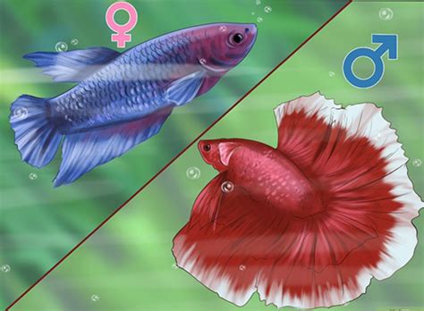  Umberfish: Can This Bizarre Fish Really Change Its Sex Based on Social Dynamics?