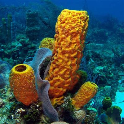  Umbrella Sponge: Living Filter Sock! This Porous Wonder Cleanses Ocean Waters While Providing Shelter for Tiny Critters