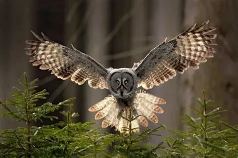  Urocercus Giganteus:  Zdobywca Ziemniaka-Mistrz Cichego Wędrówki!