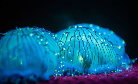  Urocortina: Taśma bioluminescencji w głębinach oceanu!