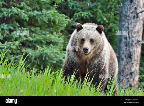  Ursus Arctos: Znajdziesz go w górach, ale nie jest miłośnikiem wspinaczki!