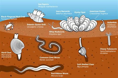  Widder-The Magnificent Burrow Dweller That Lives in Sand, Mud, and Even Algae!